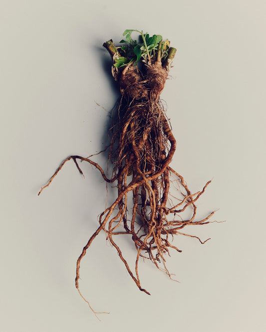 Australian Grown Ashwagandha Tincture