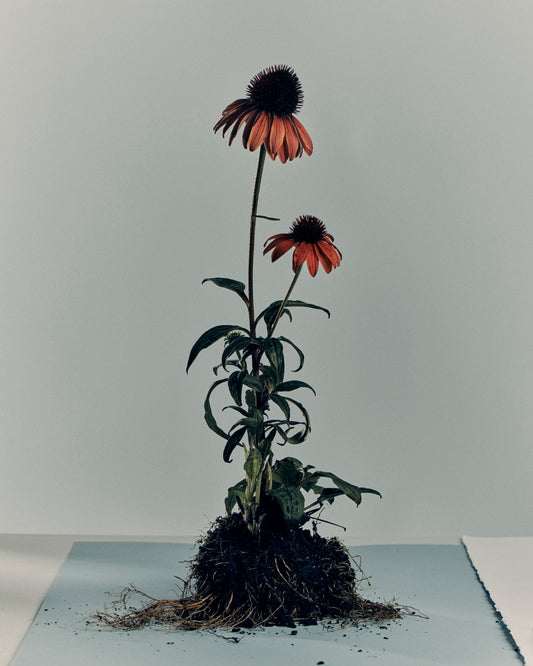 Australian Grown Echinacea Tea