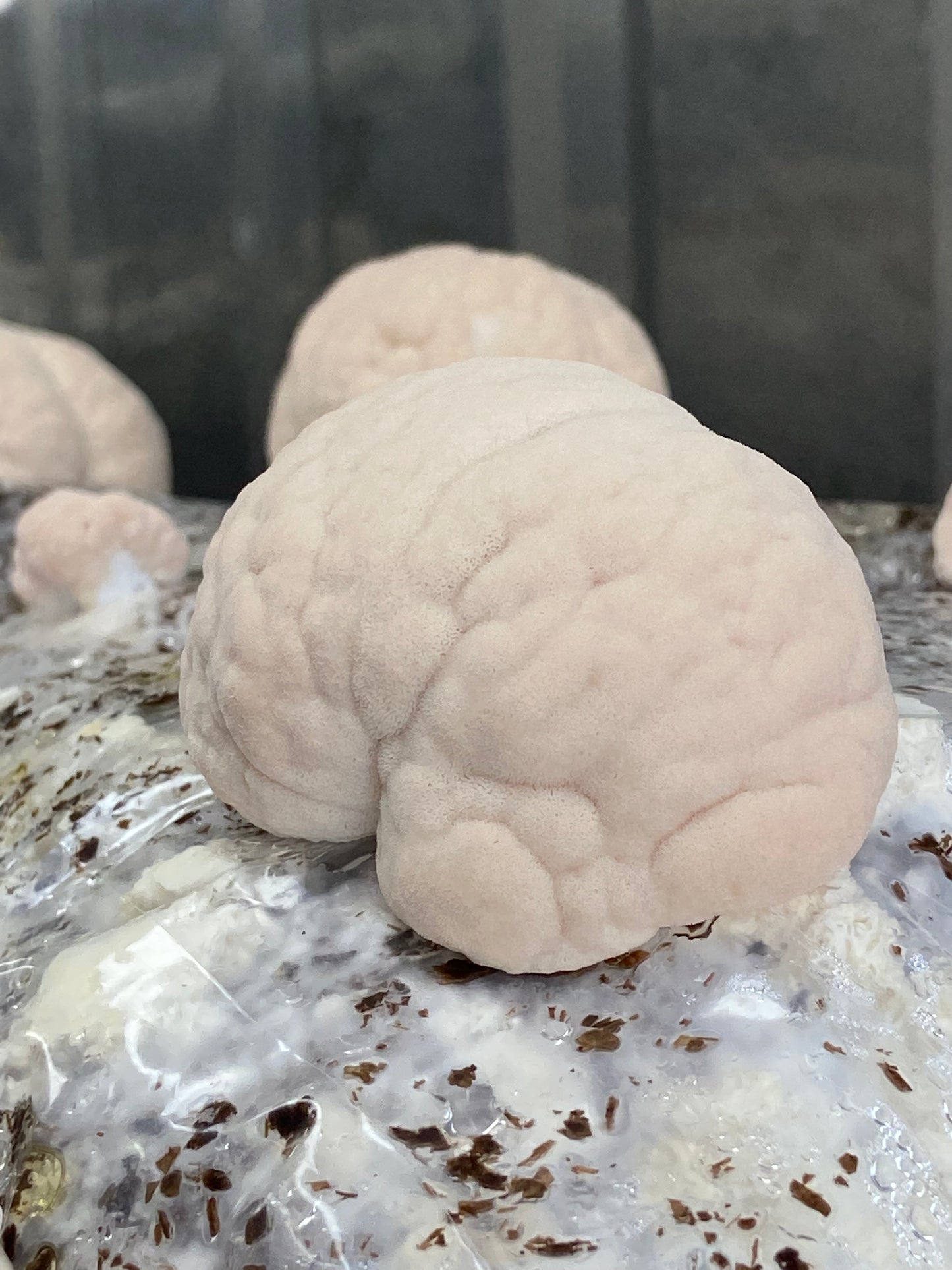 Australian Grown Lion's Mane + Turmeric Tincture