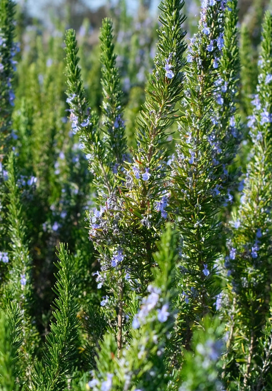 Australian Grown Brain + Clarity Tincture