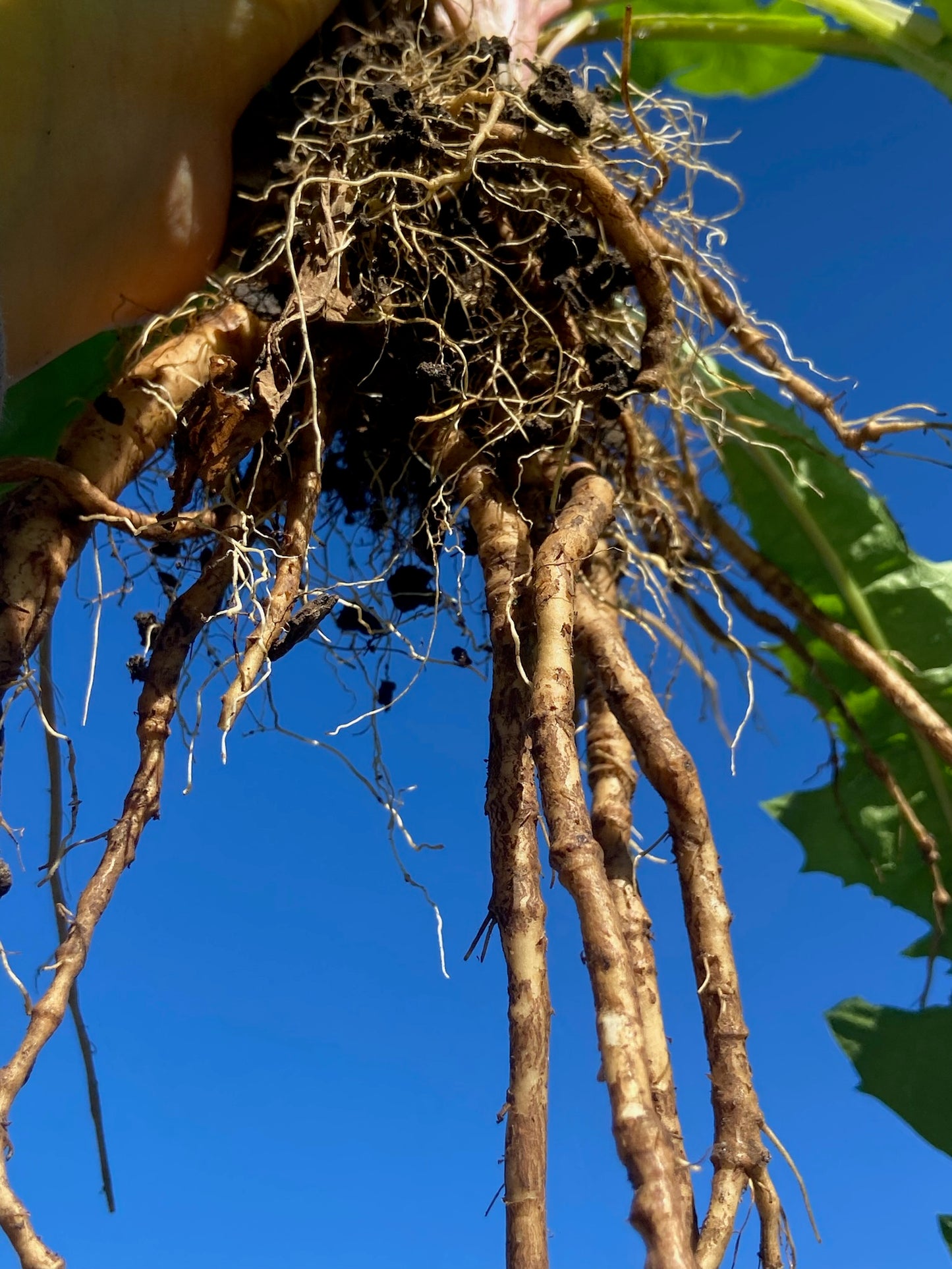 Australian Grown Liver + Digestion Support