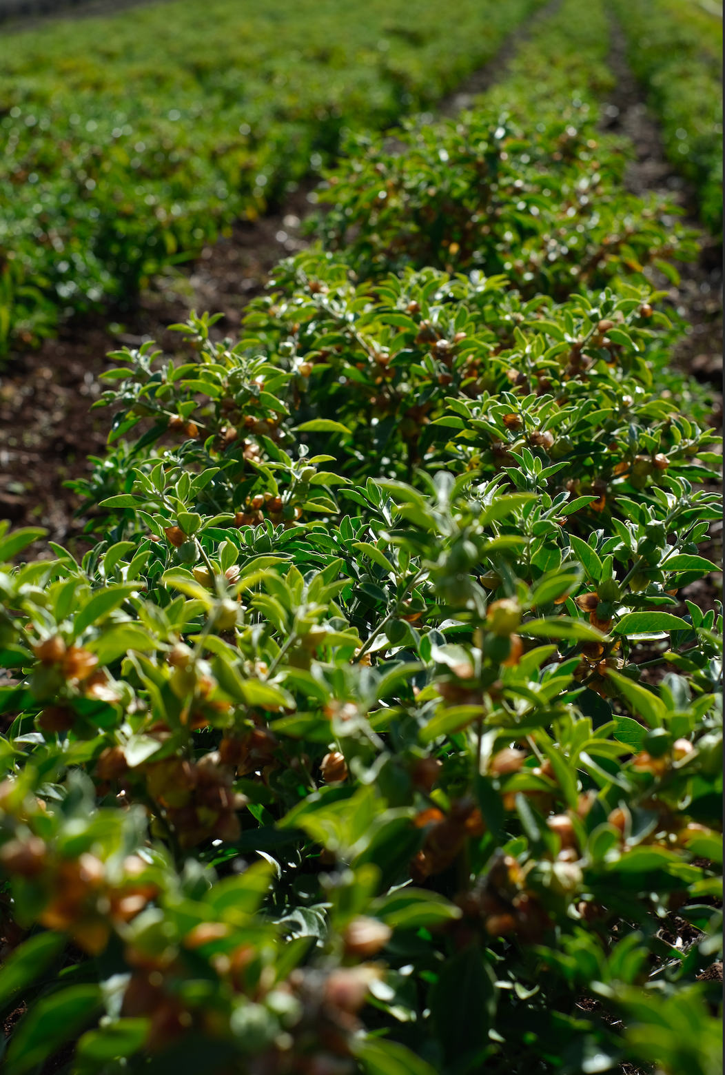 Australian Grown Ashwagandha Tincture