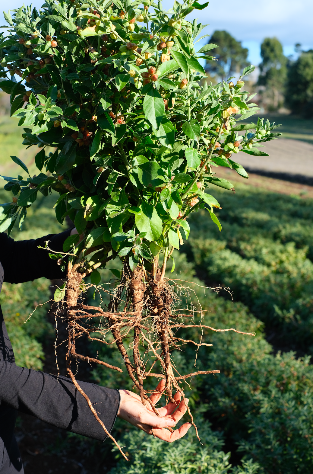 AM / PM Tincture Bundle