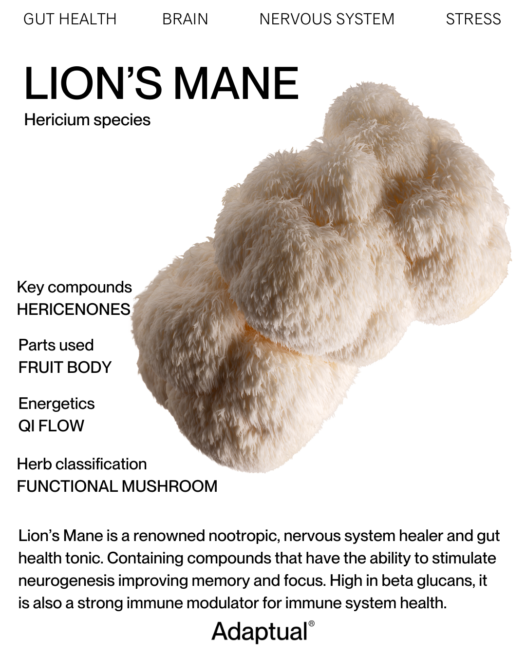 Australian Lion's Mane Tincture