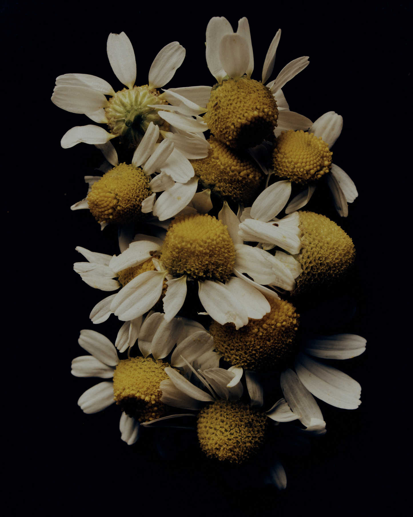 Australian Grown Reishi + Chamomile Tincture