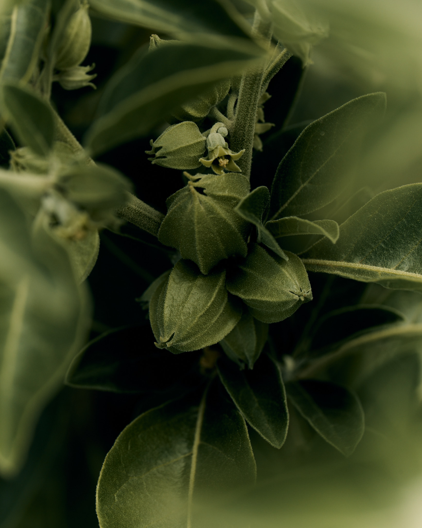 Australian Grown Ashwagandha Tincture