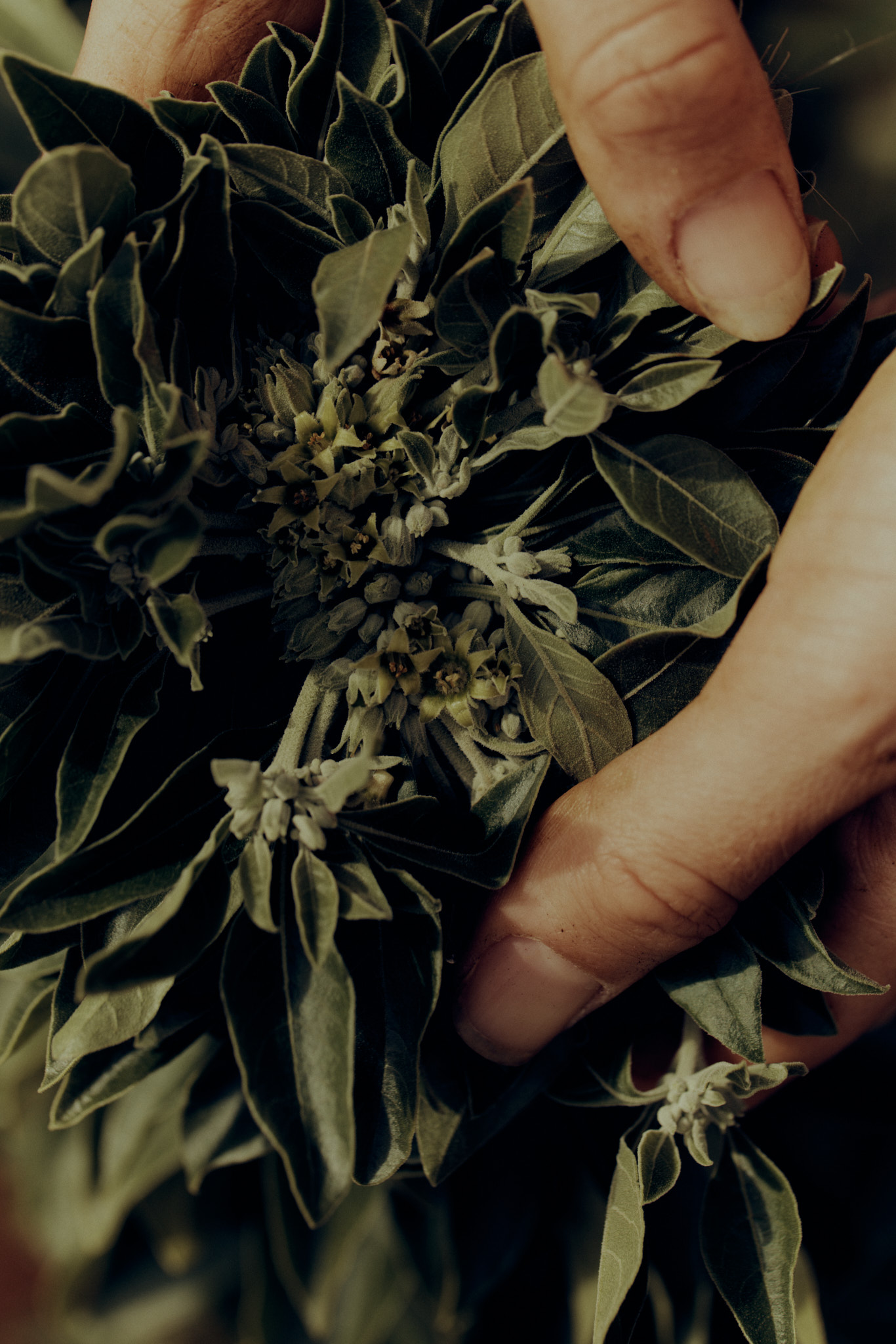 Australian Grown Ashwagandha+