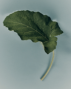 Popup Image