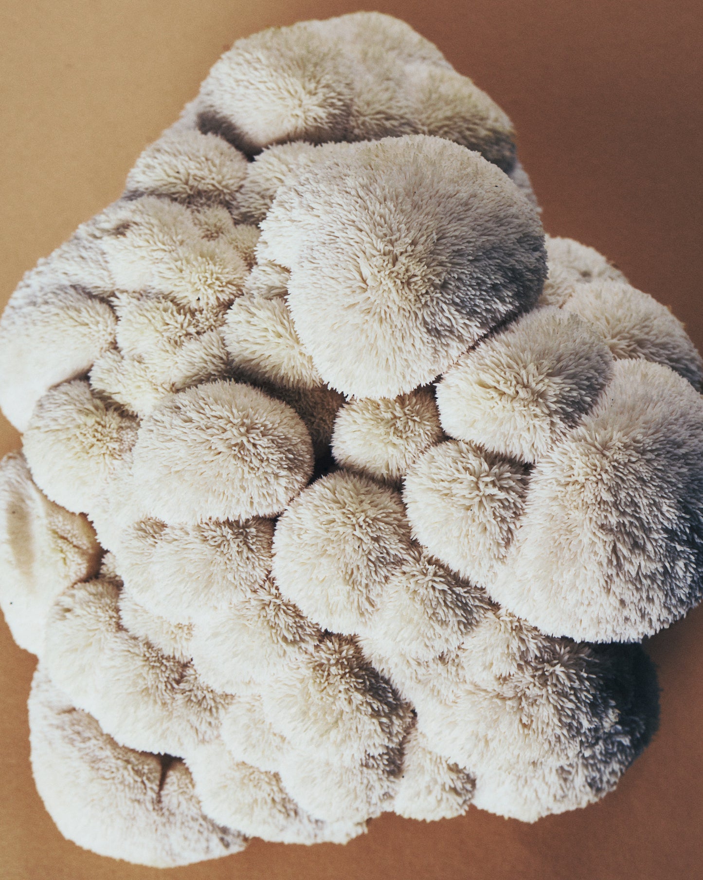 Australian Grown Lion's Mane + Turmeric Tincture