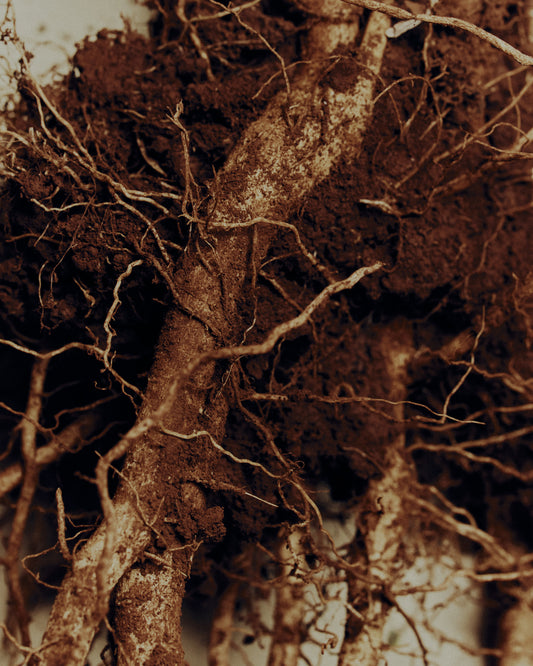 Australian Grown Ashwagandha Tincture