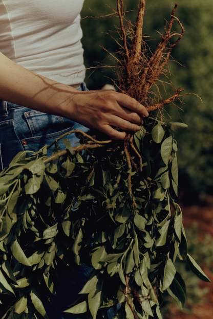 Australian Grown Ashwagandha Tincture