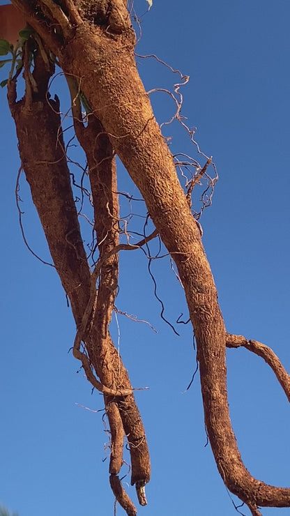 Australian Grown Ashwagandha Tincture