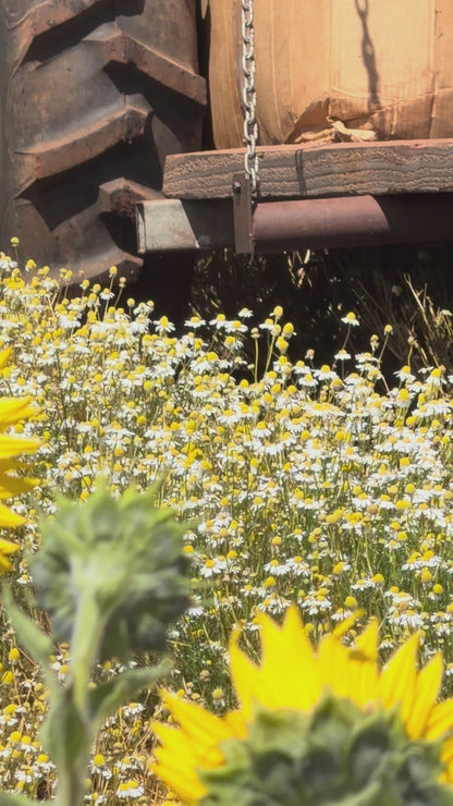 Australian Grown Reishi + Chamomile Tincture