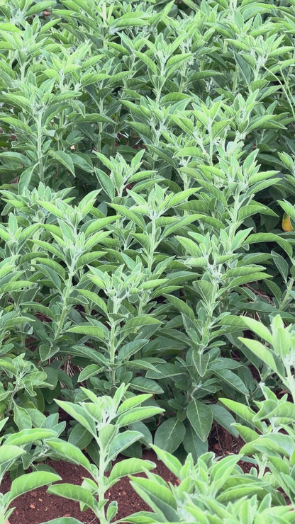 Australian Grown Ashwagandha+