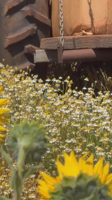 Australian Grown Ashwagandha+